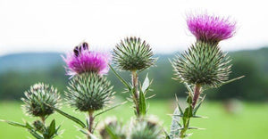 CONOCE LOS BENEFICIOS DEL MILK THISTLE