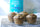 MATCHA MUFFINS PROTEICOS